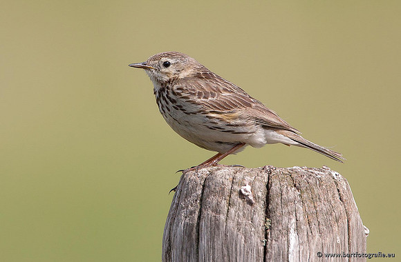 Kwikstaarten en Piepers, Bart Fotografie-095