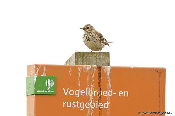 Kwikstaarten en Piepers, Bart Fotografie-096