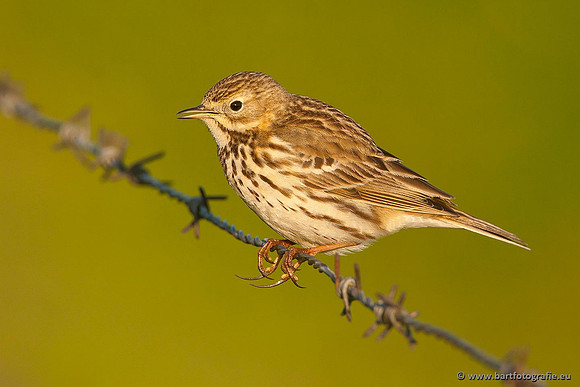 Kwikstaarten en Piepers, Bart Fotografie-102