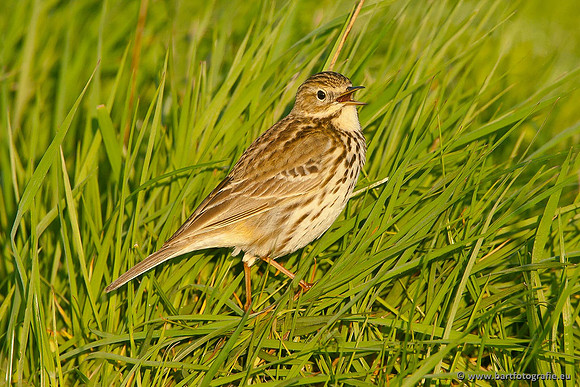 Kwikstaarten en Piepers, Bart Fotografie-103