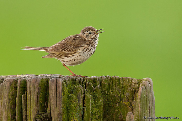 Kwikstaarten en Piepers, Bart Fotografie-105
