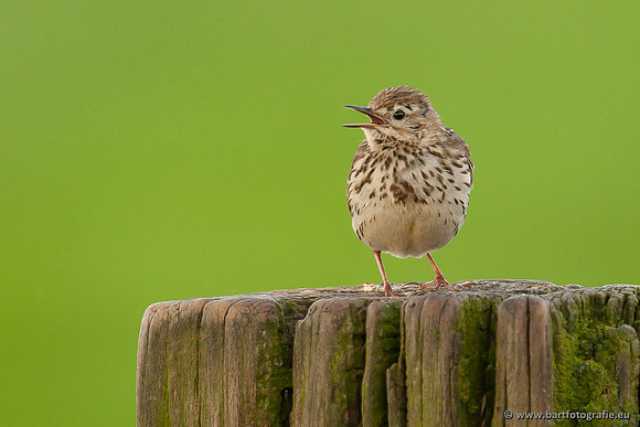 Kwikstaarten en Piepers, Bart Fotografie-106