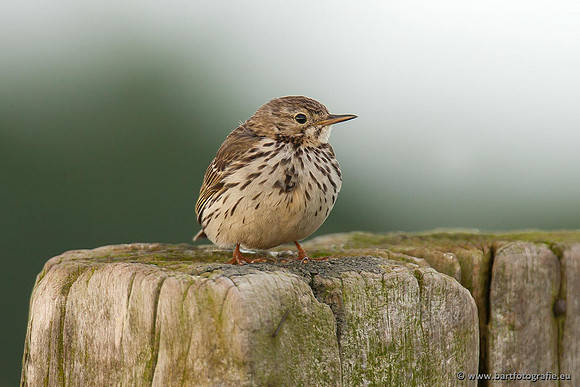 Kwikstaarten en Piepers, Bart Fotografie-107