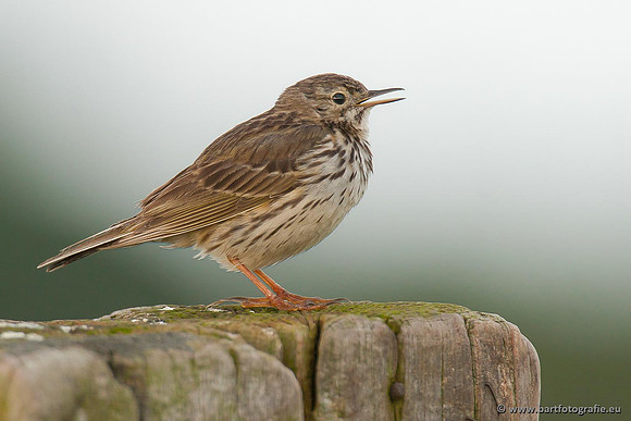 Kwikstaarten en Piepers, Bart Fotografie-108