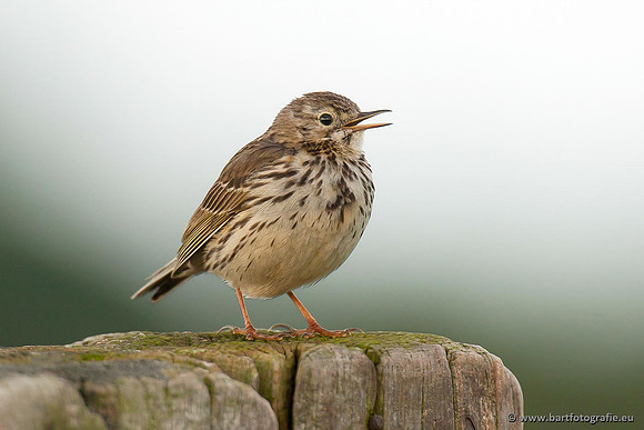 Kwikstaarten en Piepers, Bart Fotografie-109