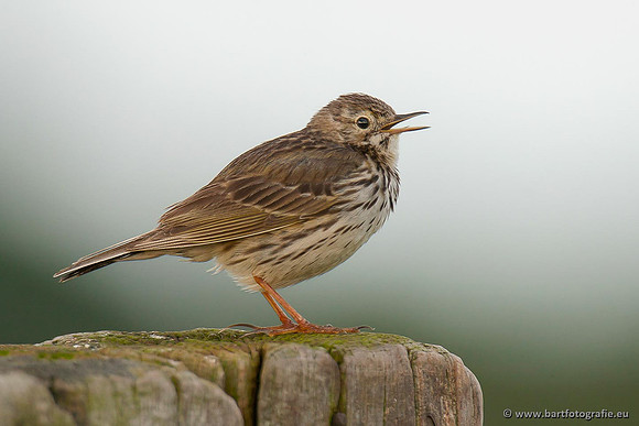 Kwikstaarten en Piepers, Bart Fotografie-110