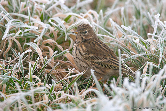 Kwikstaarten en Piepers, Bart Fotografie-111