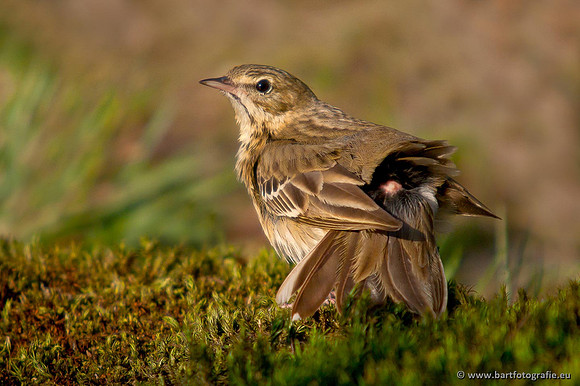 Kwikstaarten en Piepers, Bart Fotografie-113
