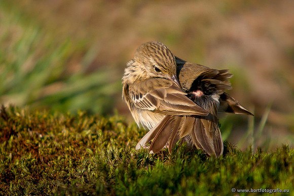 Kwikstaarten en Piepers, Bart Fotografie-114