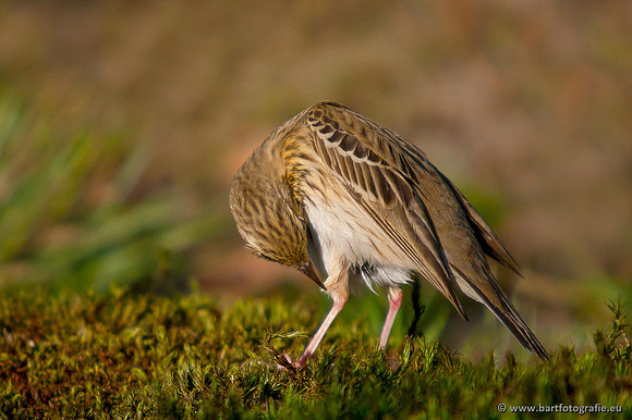 Kwikstaarten en Piepers, Bart Fotografie-115