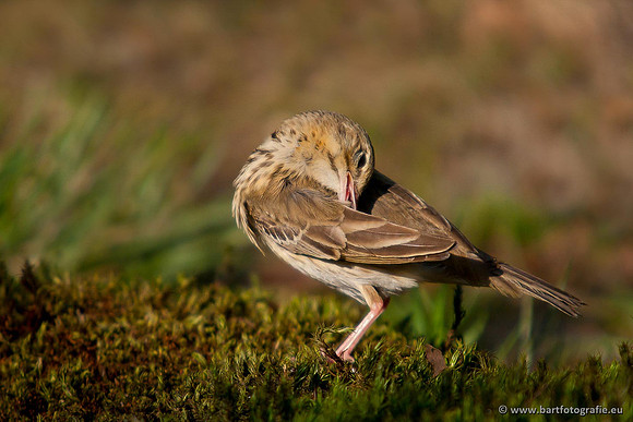 Kwikstaarten en Piepers, Bart Fotografie-116