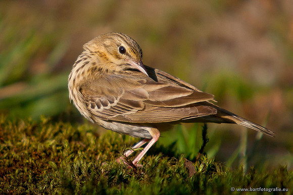 Kwikstaarten en Piepers, Bart Fotografie-117