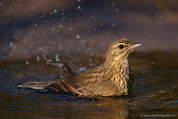 Kwikstaarten en Piepers, Bart Fotografie-119