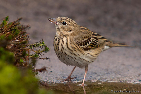 Kwikstaarten en Piepers, Bart Fotografie-120