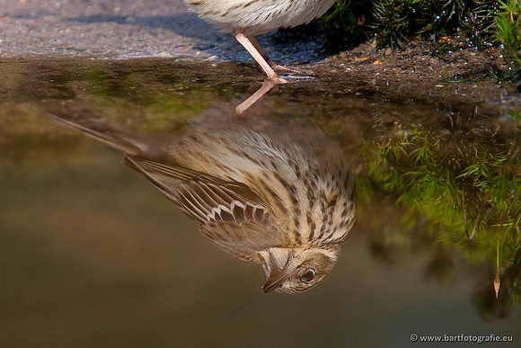 Kwikstaarten en Piepers, Bart Fotografie-121