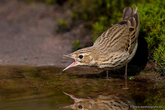 Kwikstaarten en Piepers, Bart Fotografie-122