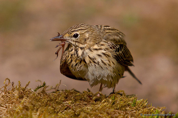 Kwikstaarten en Piepers, Bart Fotografie-123