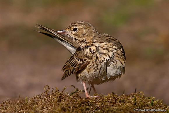 Kwikstaarten en Piepers, Bart Fotografie-124