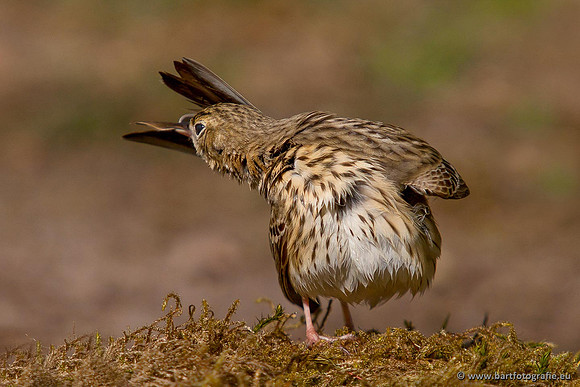 Kwikstaarten en Piepers, Bart Fotografie-125