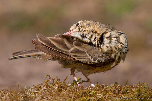 Kwikstaarten en Piepers, Bart Fotografie-126