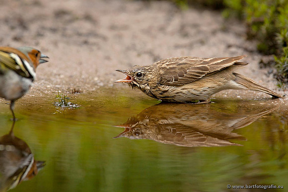 Kwikstaarten en Piepers, Bart Fotografie-128