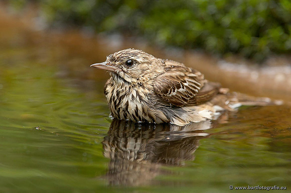 Kwikstaarten en Piepers, Bart Fotografie-129