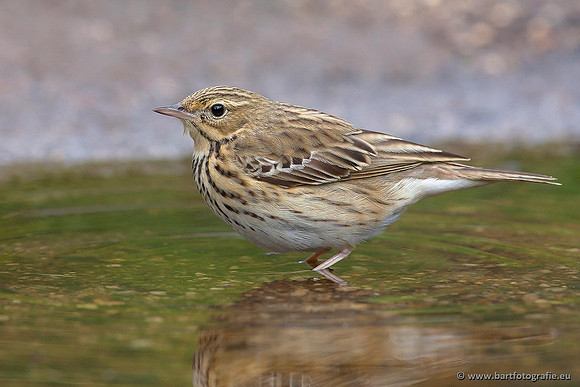 Kwikstaarten en Piepers, Bart Fotografie-131