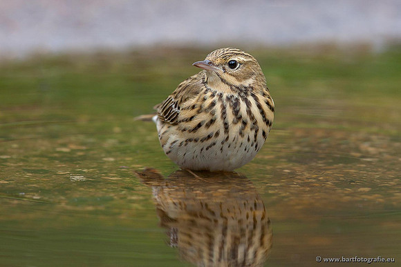 Kwikstaarten en Piepers, Bart Fotografie-132