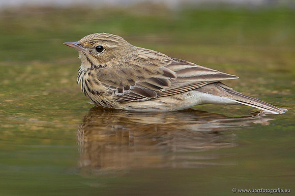 Kwikstaarten en Piepers, Bart Fotografie-133