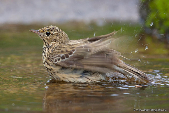 Kwikstaarten en Piepers, Bart Fotografie-134