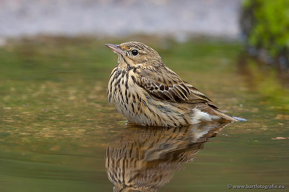 Kwikstaarten en Piepers, Bart Fotografie-136