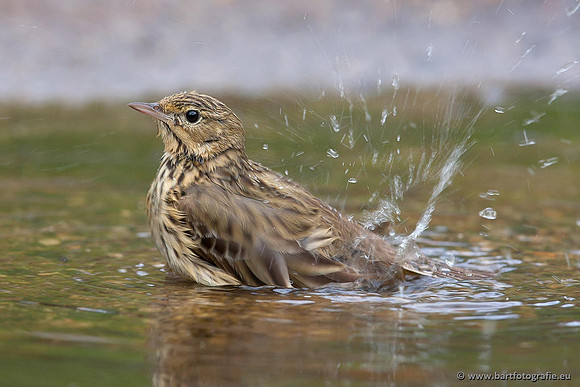 Kwikstaarten en Piepers, Bart Fotografie-137