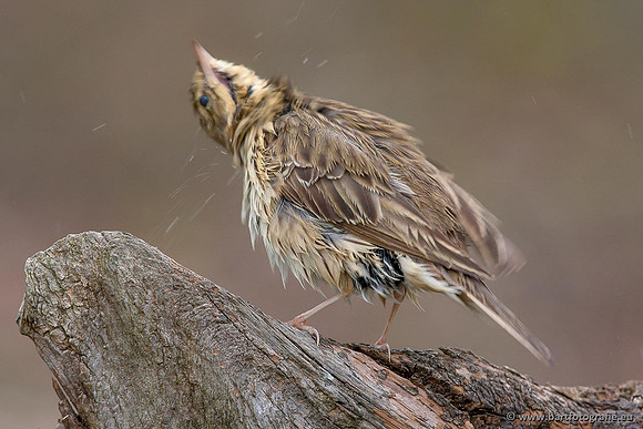 Kwikstaarten en Piepers, Bart Fotografie-138