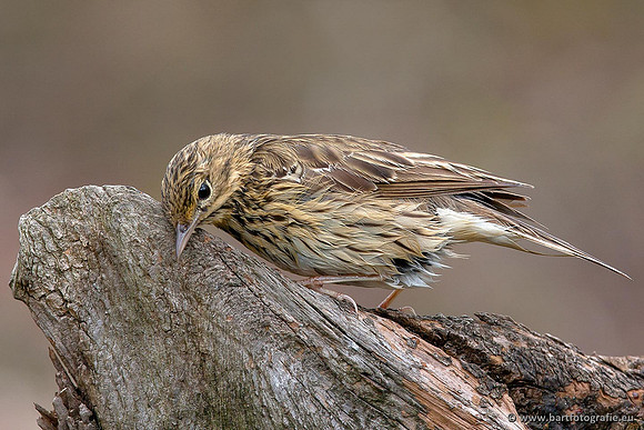 Kwikstaarten en Piepers, Bart Fotografie-139