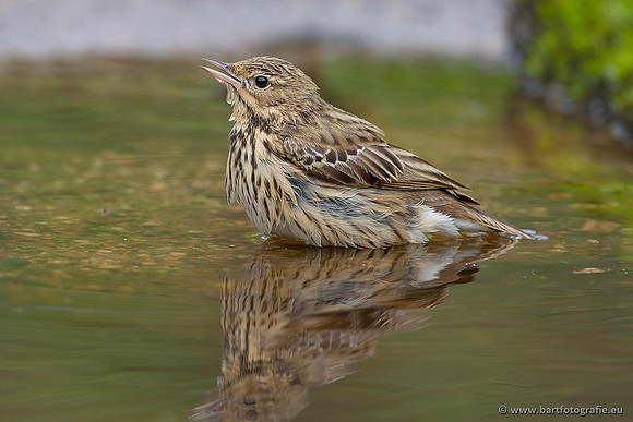 Kwikstaarten en Piepers, Bart Fotografie-135