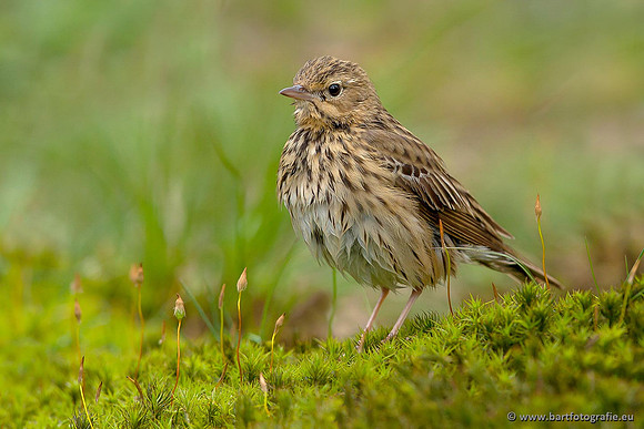 Kwikstaarten en Piepers, Bart Fotografie-140