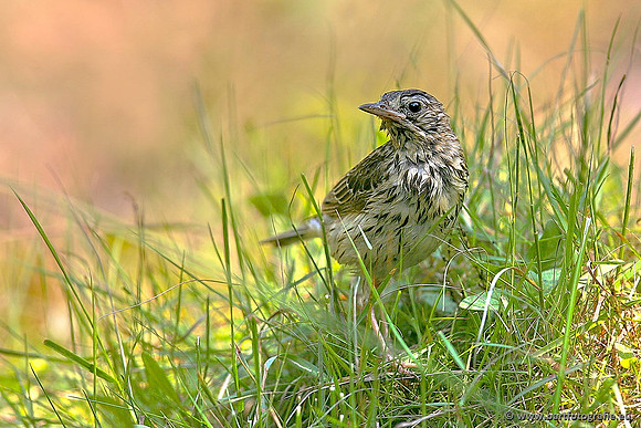Kwikstaarten en Piepers, Bart Fotografie-141