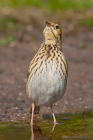 Kwikstaarten en Piepers, Bart Fotografie-142