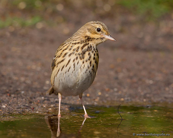 Kwikstaarten en Piepers, Bart Fotografie-143