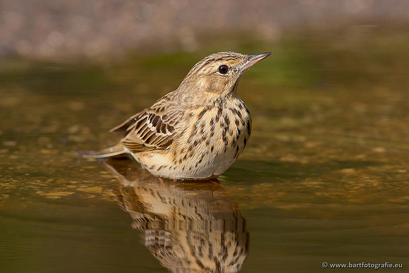 Kwikstaarten en Piepers, Bart Fotografie-144