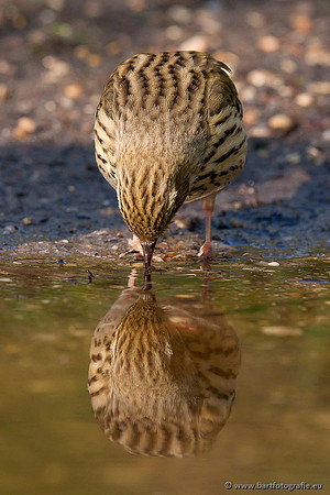 Kwikstaarten en Piepers, Bart Fotografie-145