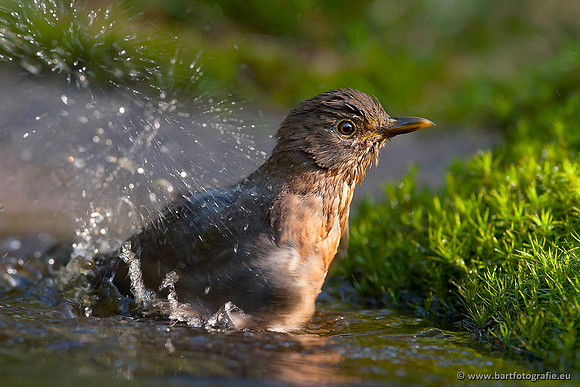 Lijsterachtigen, Bart Fotografie-415
