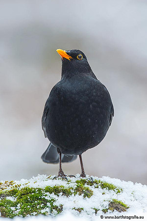 Lijsterachtigen, Bart Fotografie-480