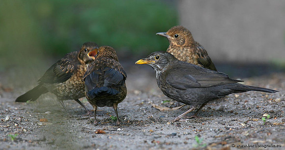 Lijsterachtigen, Bart Fotografie-484