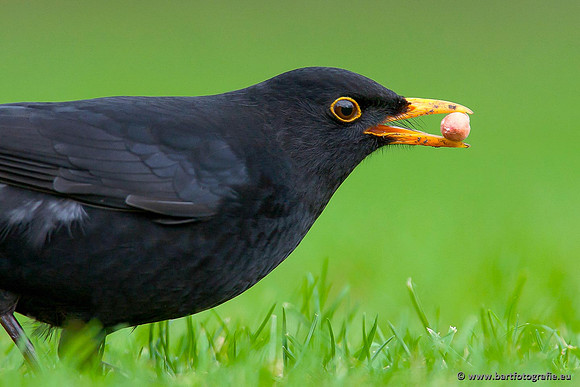 Lijsterachtigen, Bart Fotografie-487