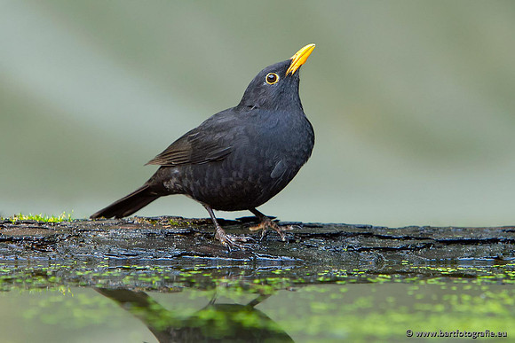 Lijsterachtigen, Bart Fotografie-490