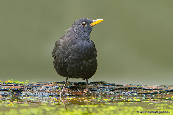 Lijsterachtigen, Bart Fotografie-492