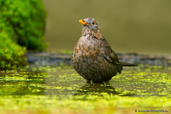 Lijsterachtigen, Bart Fotografie-495
