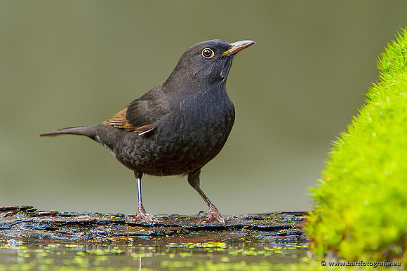 Lijsterachtigen, Bart Fotografie-496
