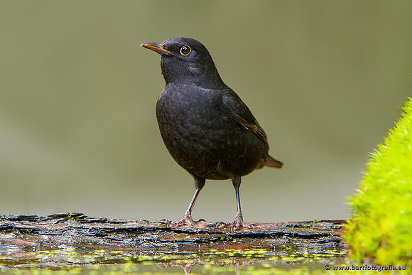 Lijsterachtigen, Bart Fotografie-497
